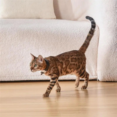 Bengal cat wearing black Pet Cat Toy Laser Collar walking on wooden floor indoors