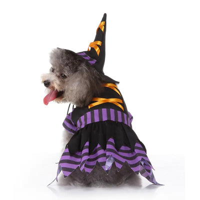 Small gray dog wearing a funny Halloween costume with purple and black striped dress and orange ribbon witch hat