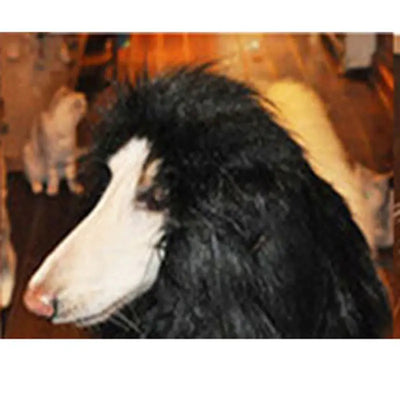 Large dog wearing a black lion mane wig accessory