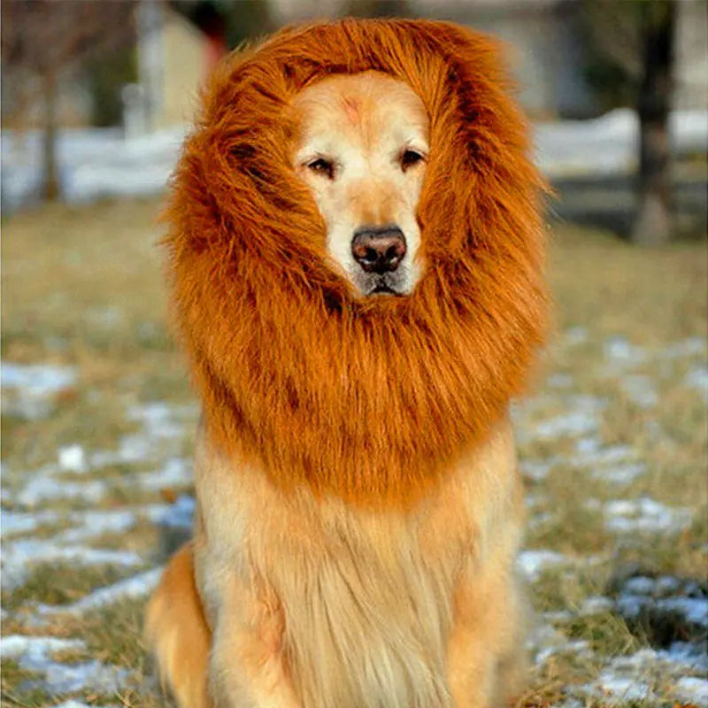 Large dog wearing an orange lion mane wig outdoors on grass with light snow patches