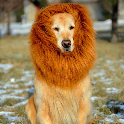 Large dog wearing an orange lion mane wig outdoors on grass with light snow patches