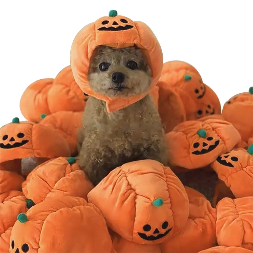 Small dog wearing an orange Halloween pumpkin hat surrounded by plush pumpkin hats