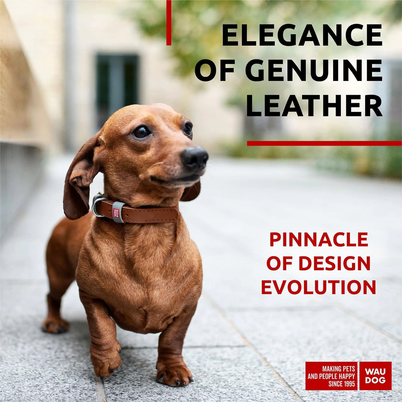 Long lasting leather dog collar for XSmall dogs with 8–11 inch neck
