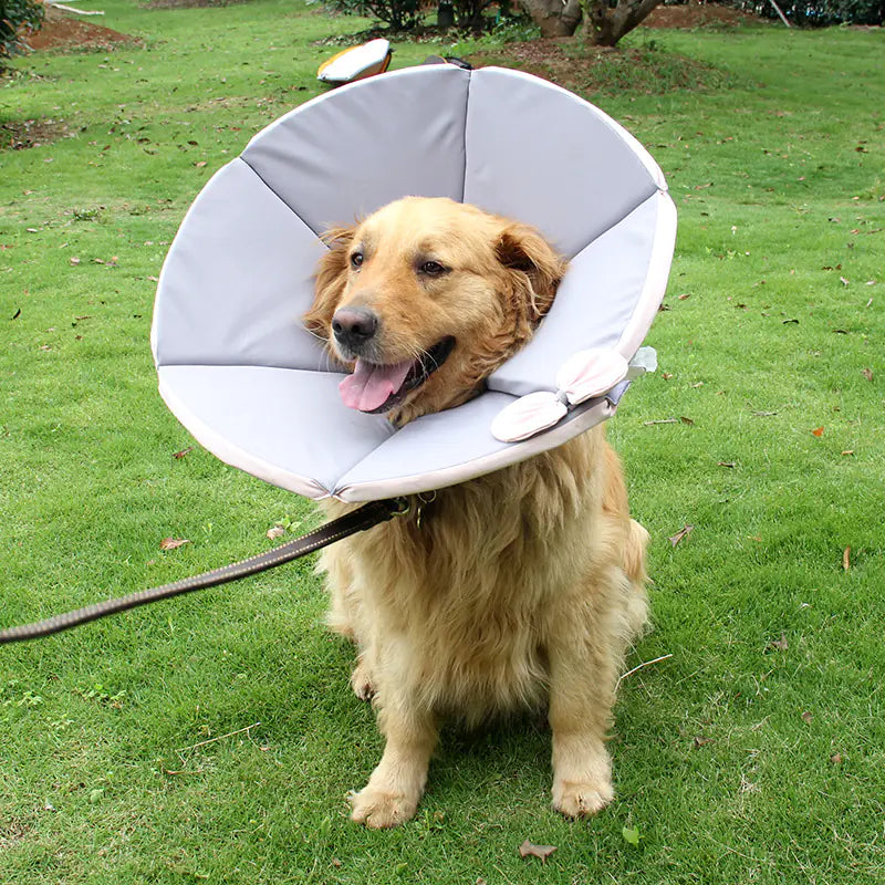 Dog Recovery Care Collar for Sick Pets