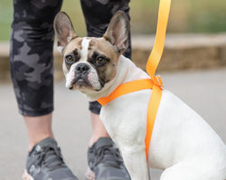 3 IN 1 COLLAR LEASH HARNESS