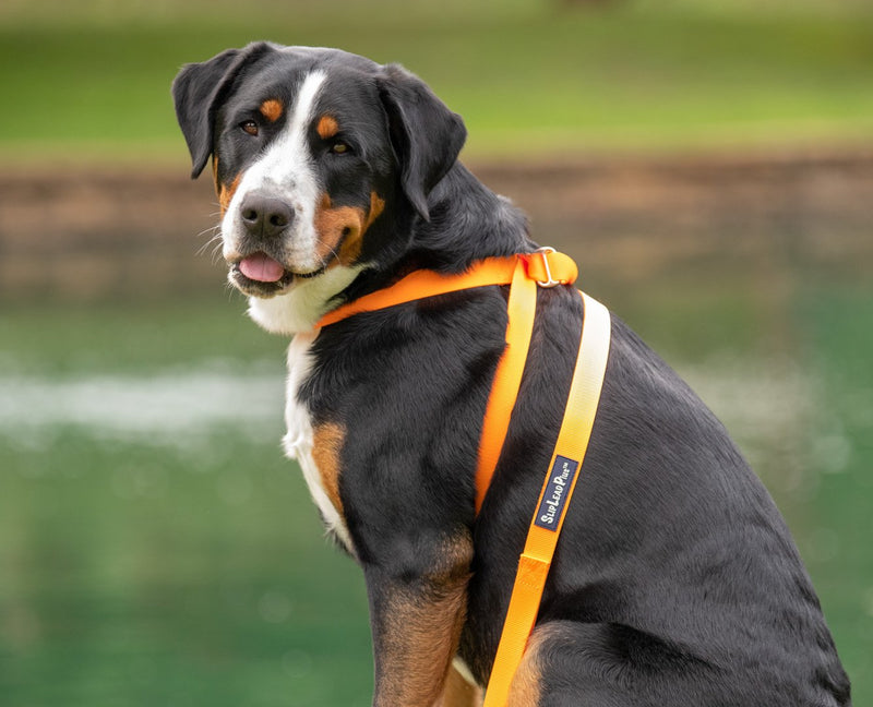 3 IN 1 COLLAR LEASH HARNESS