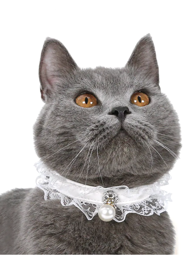Gray cat wearing an adjustable white lace collar with bell and pearl charm