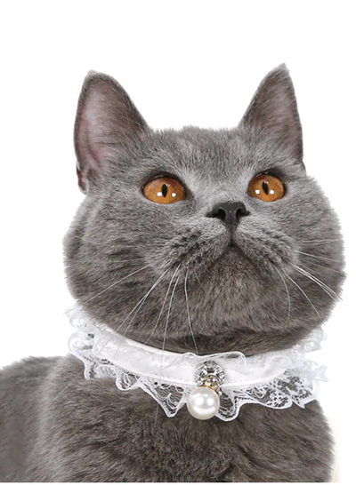 Gray cat wearing an adjustable white lace collar with bell and pearl charm