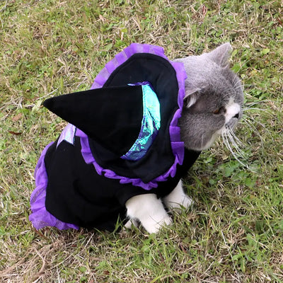 cat wearing a purple and black Christmas wizard dog costume outdoors on grass