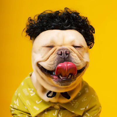 Happy dog wearing a black curly pet funny wig headgear on yellow background