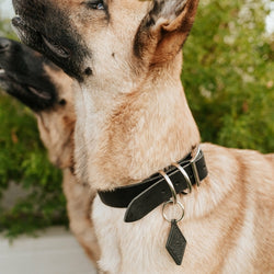 If you're in need of a quality, handmade leather dog collar, then search no more. Our leather dog collars were designed with minimalism and durability in mind. Each Leather Dog Collar - ClassicDog CollarsOlive IolausDean's Pet Outlet Leather Dog Collar - Classic