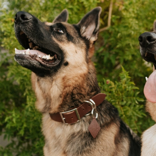 If you're in need of a quality, handmade leather dog collar, then search no more. Our leather dog collars were designed with minimalism and durability in mind. Each Leather Dog Collar - ClassicDog CollarsOlive IolausDean's Pet Outlet Leather Dog Collar - Classic