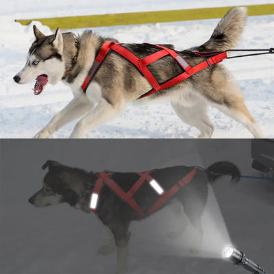 Dog wearing red tow rope dog pull cart trailer collar outdoors and reflective safety feature shown in dark with flashlight illumination