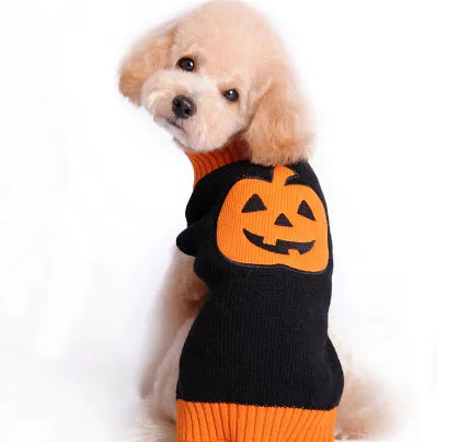 Small dog wearing a Halloween pumpkin sweater with orange and black colors