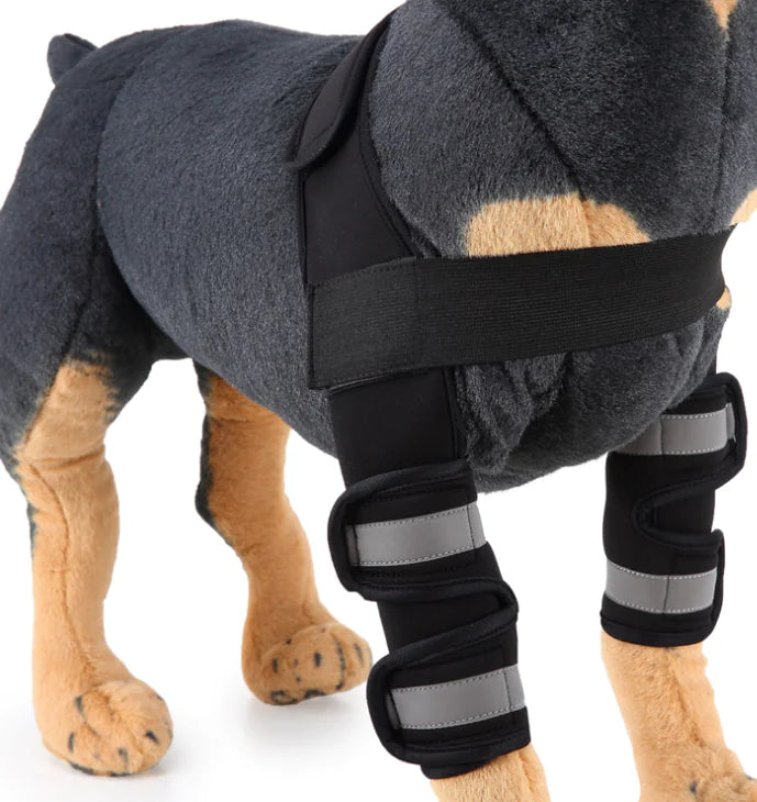 Black dog knee brace and leg protector on dog leg for injury recovery and support
