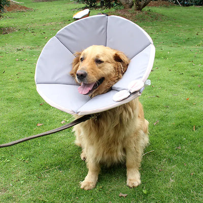 Golden retriever wearing a gray dog sick care collar outdoors on grass