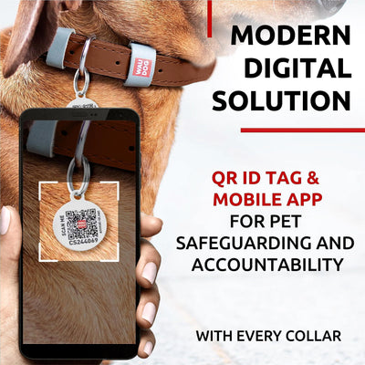 Long lasting leather dog collar for XSmall dogs with 8–11 inch neck