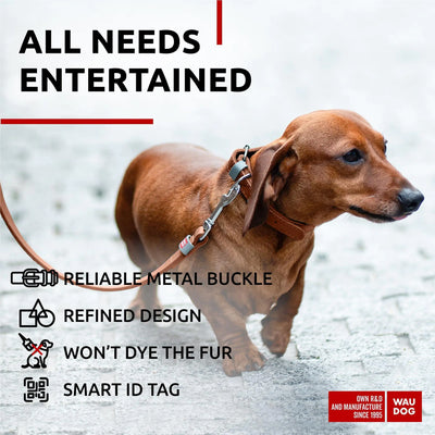 Long lasting leather dog collar for XSmall dogs with 8–11 inch neck