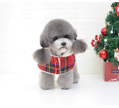 Small gray poodle wearing a red knitted turtleneck dog sweater with a classic lattice design near a decorated Christmas tree