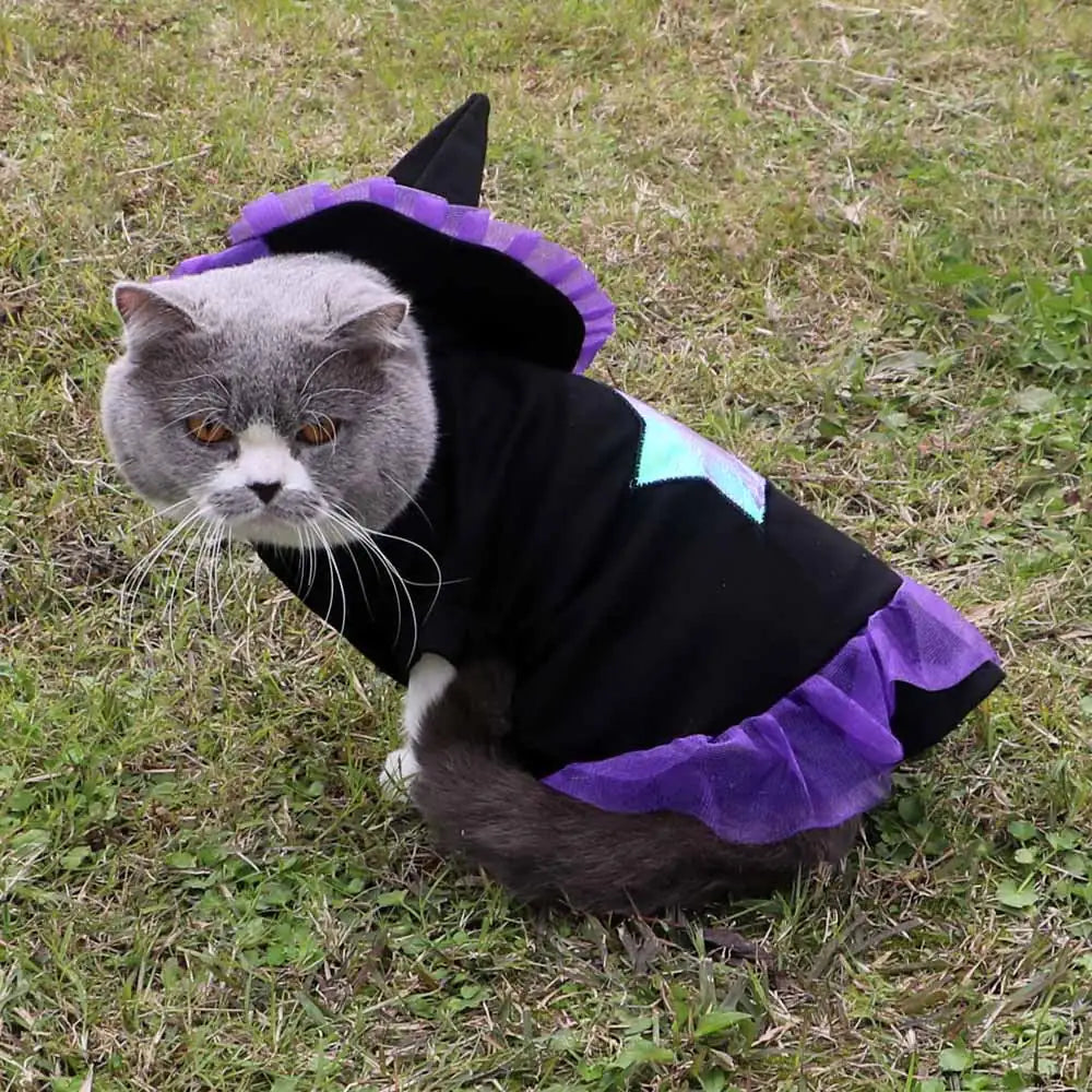 Cat wearing a black and purple Christmas wizard costume outdoors on grass