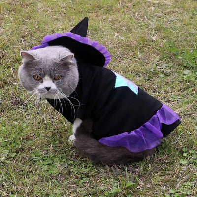 Cat wearing a black and purple Christmas wizard costume outdoors on grass