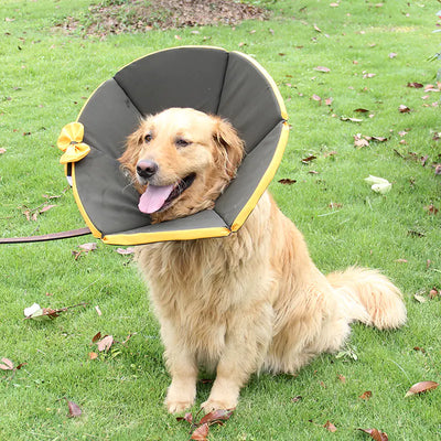 Golden retriever wearing a yellow and black dog sick care collar for recovery outdoors on grass