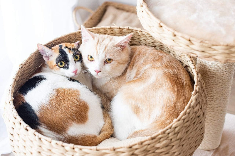 Paper Rope Natural Bowl Shaped with Perch Cat Tree